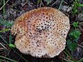 Amanita rubescens100