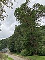 Arbutus menziesii