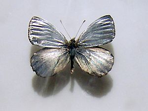 Argyrophorus argenteus01.jpg