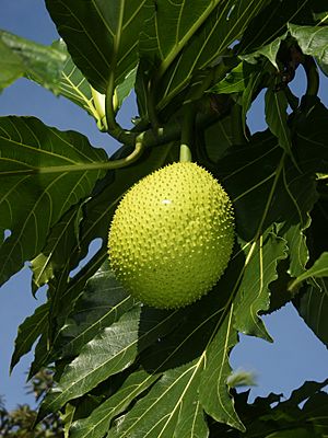 Artocarpus altilis (fruit).jpg