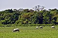 Assam rhinos