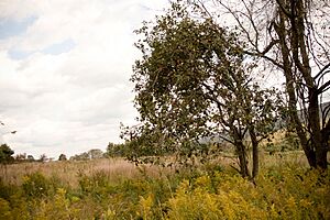 Bald Eagle State Park Apple Tree