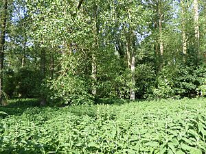 Barton Mills Valley 1