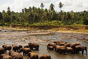 Bathing elephants. Udawalawe National Park. Sri Lanka