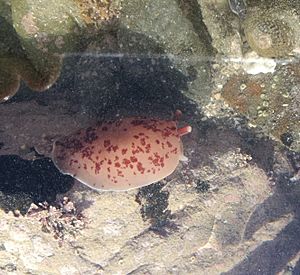 Berthella ornata, Ornate side-gilled sea slug swimming at Princess Bay Wellington Aug 2016