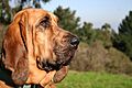 Bloodhound portrait