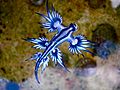 Blue dragon-glaucus atlanticus (8599051974)