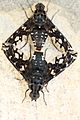 Bombyliidae mating