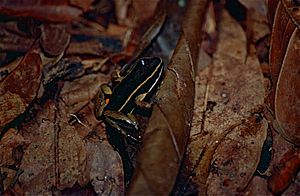 Brilliant-thighed Poison Frog (Allobates femoralis) (10378809686)