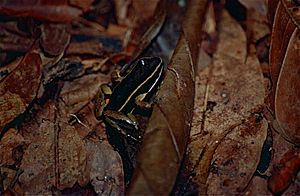 Allobates femoralis Facts for Kids