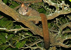 Brown Greater Galago (Otolemur crassicaudatus) (31812658647)