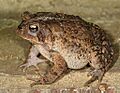 Bufo americanusPCCA20060417-3352B