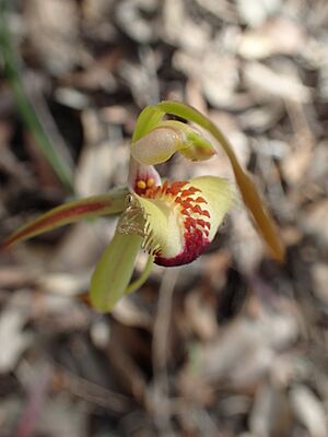 Caladenia rhomboidiformis labellum