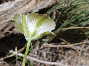Calochortus bruneaunis green-stripe mariposa lily underside