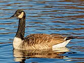 Canada goose (Branta canadensis), Lake Victoria, Christchurch, New Zealand 04