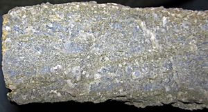 Chertified fossiliferous limestone (Ft. Payne Limestone, Lower Mississippian; Lake Cumberland, Kentucky, USA) 2 (30748692874).jpg