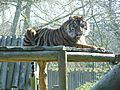 Chessington Zoo Sumatran tiger 2010
