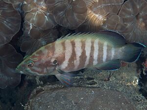 Chocolate grouper (Cephalopholis boenak) (40701427312).jpg