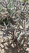 Cholla cactus at the El Paso Museum of Archaeology.
