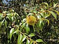 Chrysolepis chrysophylla foliage and fruit Big Basin State Park