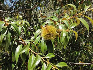Chrysolepis chrysophylla foliage and fruit Big Basin State Park.jpg