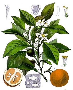 Citrus aurantium - Köhler–s Medizinal-Pflanzen-042