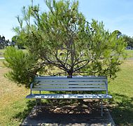 Cootamundra War Memorial Lone Pine & Bench