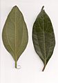 Cryptocarya triplinervis leaves