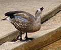 Cyanochen cyanoptera -Maryland Zoo, Baltimore, Maryland, USA-8a