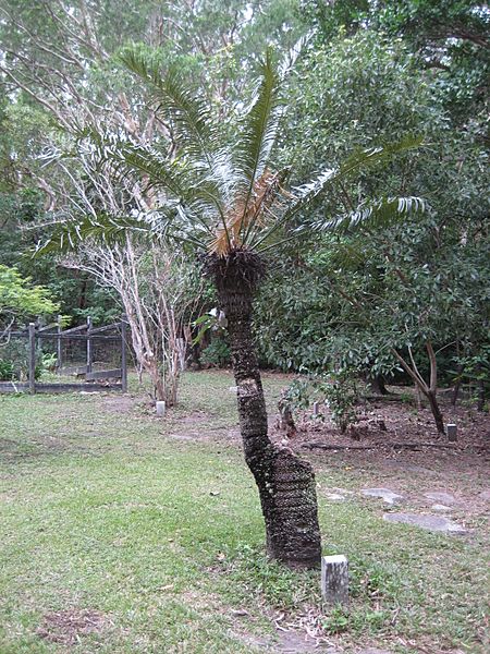Cycas media, Cooktown 2010