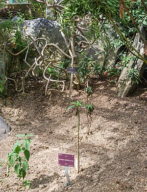 Dendroseris pruinata, Conservatoire botanique national de Brest 02.jpg