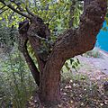 Detail of black mulberry tree (Morus nigra) in the grounds of the former London Chest Hospital 01