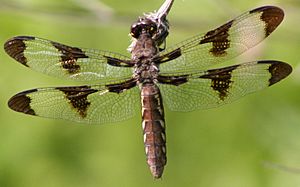 Dragonfly ran-579 Whitetail f.jpg