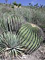 Echinocactusplatyacanthus2