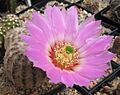 Echinocereus reichenbachii