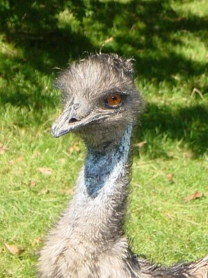 Emu