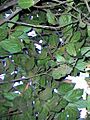Endiandra muelleri ssp bracteata leaves