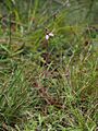 Eriochilus magenteus habit