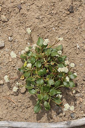 Eriogonum pyrolifolium 7739.JPG