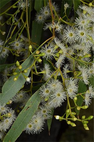 Eucalyptus brownii buds