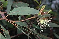 Eucalyptus macrandra buds