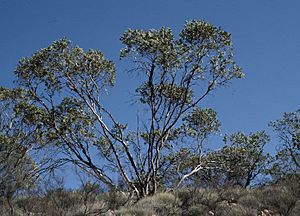 Eucalyptus oxymitra.jpg