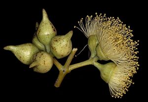 Eucalyptus oxymitra buds