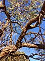 Eucalyptus radiata - upper branch bark