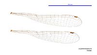Eurysticta kununurra female wings (34788248966)