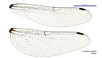 Eusynthemis guttata female wings (34216023324)