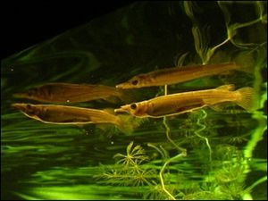 Female Dermogenys sumatrana.jpeg