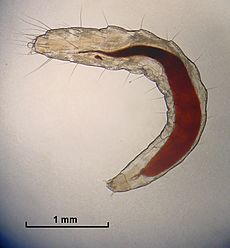 Flea Larva
