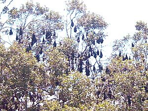 Flying foxes