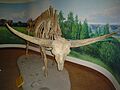 Giant Bison at RSM (4677651822)